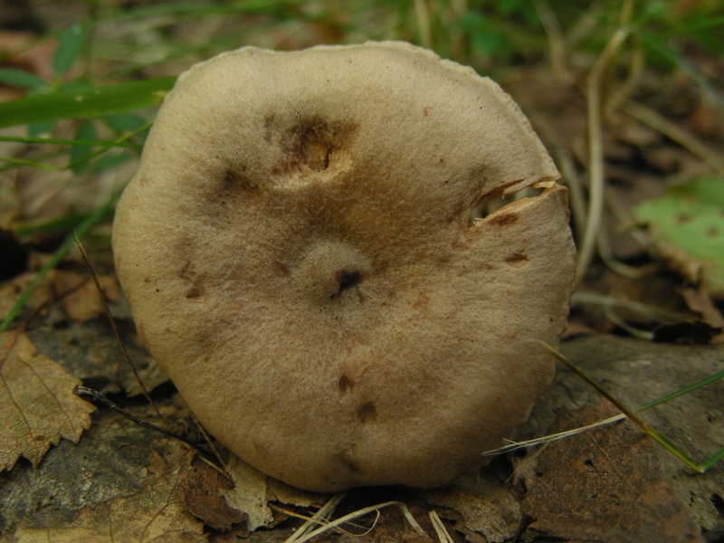 altro Lactarius sotto betulla (Cfr. Lactarius glyciosmus)